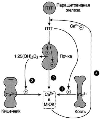 Регуляция обмена ионов кальция и фосфатов. Строение, биосинтез и механизм действия паратгормона, кальцитонина и кальцитриола. Причины и проявления рахита, гипо- и гиперпаратиреоидизма. - student2.ru