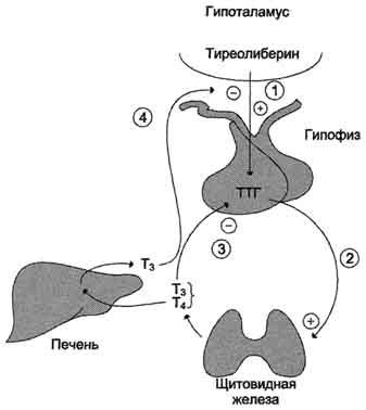 Регуляция синтеза и секреции одтиронинов. - student2.ru