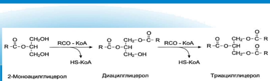 Ресинтез простых и сложных липидов в клетках слизистой оболочки тонкого отдела кишечника. - student2.ru