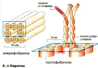 Рівні структурної організації білкової молекули - student2.ru