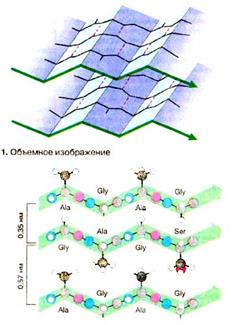 Рівні структурної організації білкової молекули - student2.ru