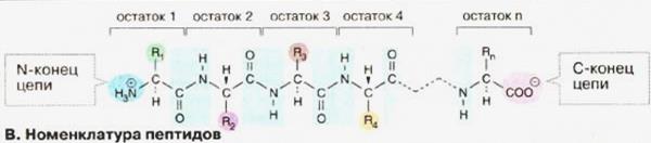 Рівні структурної організації білкової молекули - student2.ru