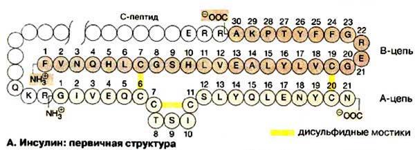 Рівні структурної організації білкової молекули - student2.ru