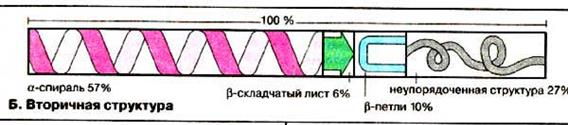 Рівні структурної організації білкової молекули - student2.ru