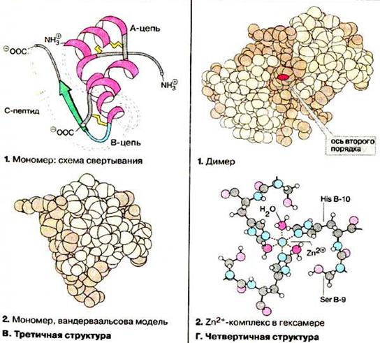 Рівні структурної організації білкової молекули - student2.ru