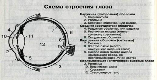 Роговица наиболее сильно преломляет - student2.ru