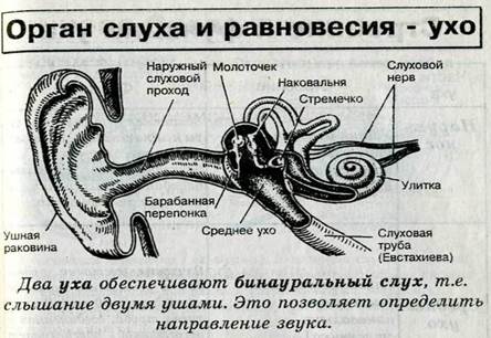 Роговица наиболее сильно преломляет - student2.ru