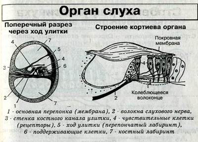 Роговица наиболее сильно преломляет - student2.ru