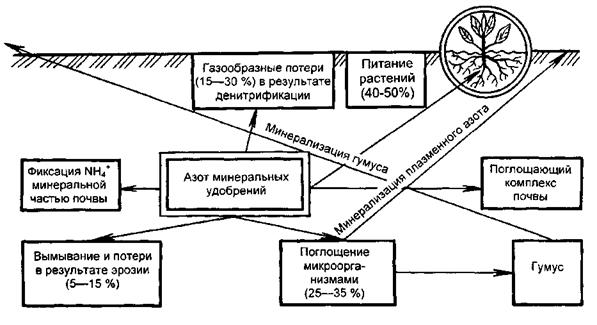 Роль азота в питании растений. Превращение азота в растении - student2.ru