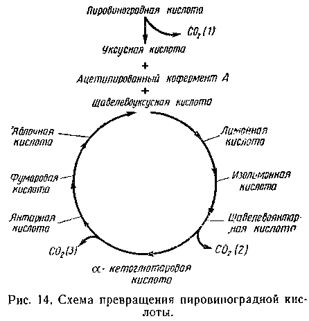 Роль кислорода и углекислого газа при замачивании ячменя - student2.ru