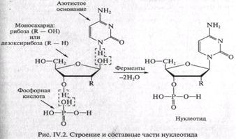 Роль нуклеиновых кислот в формировании и свойствах живой материи. - student2.ru