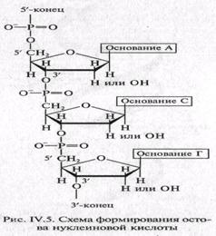 Роль нуклеиновых кислот в формировании и свойствах живой материи. - student2.ru