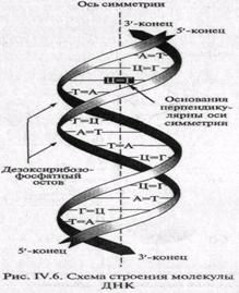 Роль нуклеиновых кислот в формировании и свойствах живой материи. - student2.ru