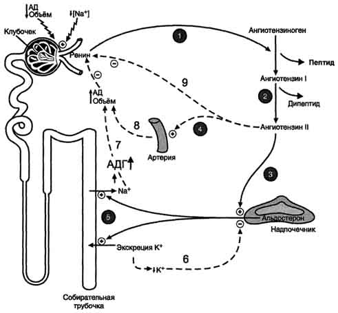 Роль системы ренин-ангиотензин-альдостерон в регуляции водно-солевого обмена - student2.ru