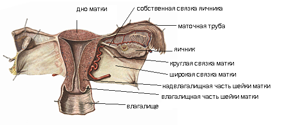 Серозная оболочка - student2.ru