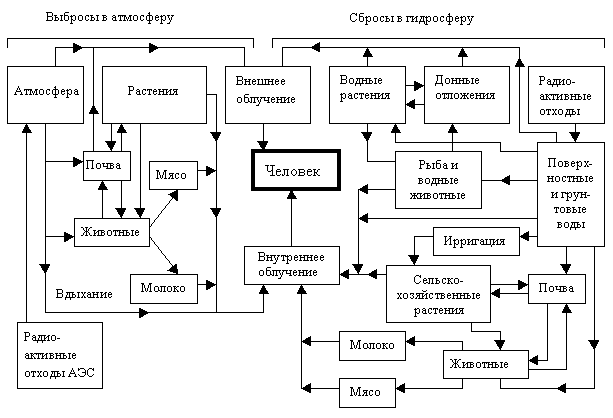 щитовидная железа > печень > скелет > мышцы. - student2.ru