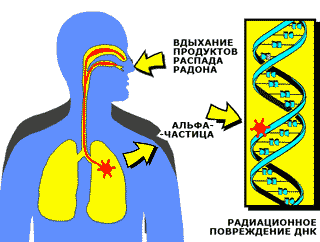 щитовидная железа > печень > скелет > мышцы. - student2.ru