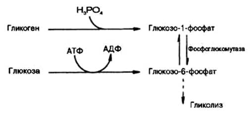Синтез гликогена (гликогенез) - student2.ru