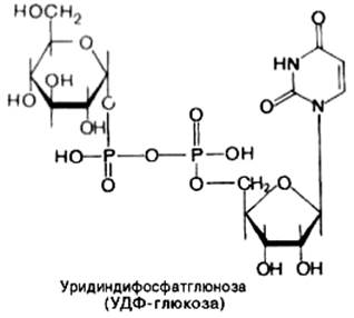 Синтез гликогена (гликогенез) - student2.ru