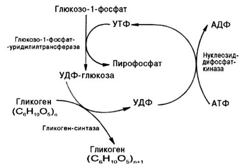Синтез гликогена (гликогенез) - student2.ru