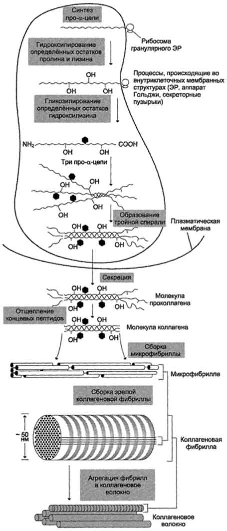 Синтез полипептидных цепей коллагена - student2.ru