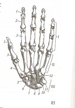 Скелет верхней конечности - student2.ru