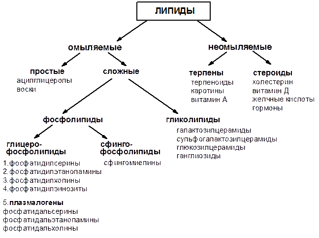 Схема 11. Фрагмент первичной структуры РНК - student2.ru