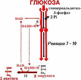 Схема гликолитической оксидоредукции НАД-НАДН - student2.ru