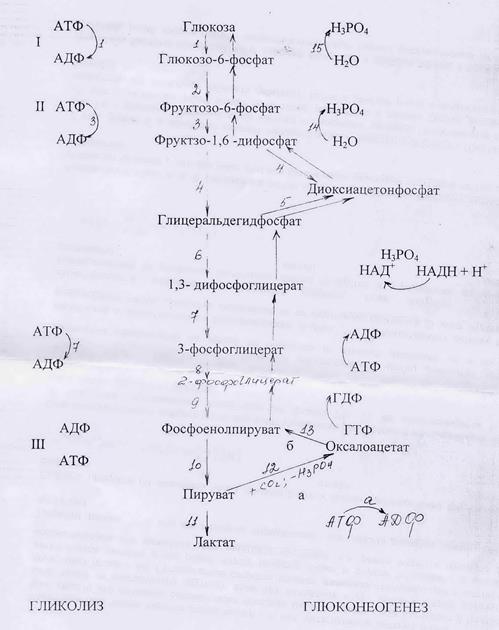 Схема синтеза белка на рибосомах - student2.ru
