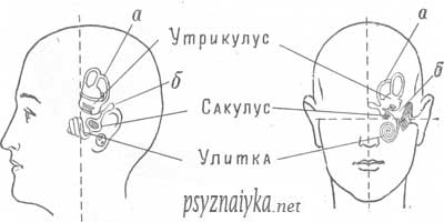 Схема связей вестибулярного анализатора - student2.ru