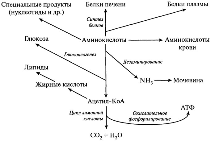 Схемы процессов переваривания макронутриентов - student2.ru