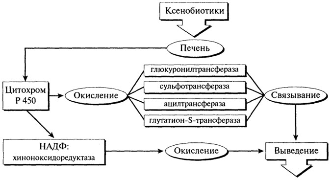 Схемы процессов переваривания макронутриентов - student2.ru