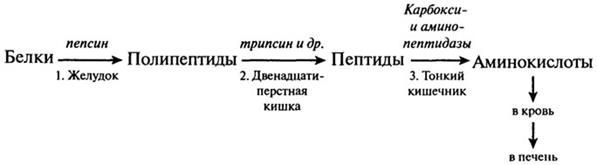 Схемы процессов переваривания макронутриентов - student2.ru