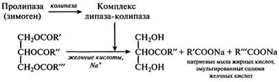 Схемы процессов переваривания макронутриентов - student2.ru