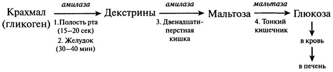 Схемы процессов переваривания макронутриентов - student2.ru