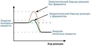 Сложные белки-ферменты называются холоферментами - student2.ru