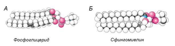 Сложные или полярные липиды (фосфолипиды) - student2.ru