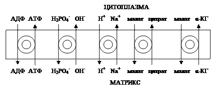 Сопряжения и разобщения окислительного фосфорилирования - student2.ru