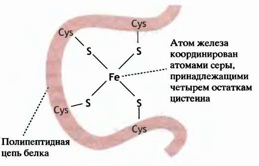 Современные представления о биологическом окислении. Компоненты дыхательной цепи и их характеристика. - student2.ru