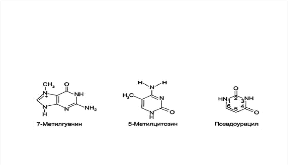 Современные представления о структуре и функциях нуклеиновых кислот. Строение мономеров нуклеиновых кислот. Генетический код и его свойства. - student2.ru