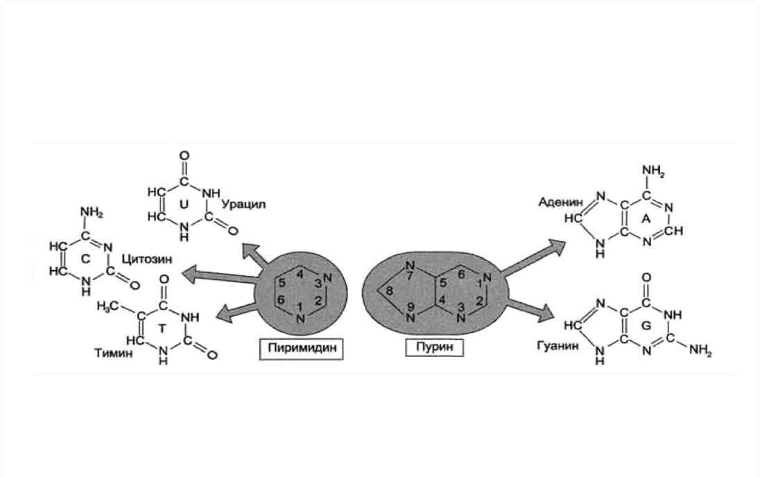 Современные представления о структуре и функциях нуклеиновых кислот. Строение мономеров нуклеиновых кислот. Генетический код и его свойства. - student2.ru