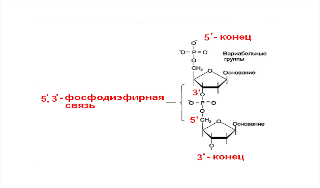 Современные представления о структуре и функциях нуклеиновых кислот. Строение мономеров нуклеиновых кислот. Генетический код и его свойства. - student2.ru