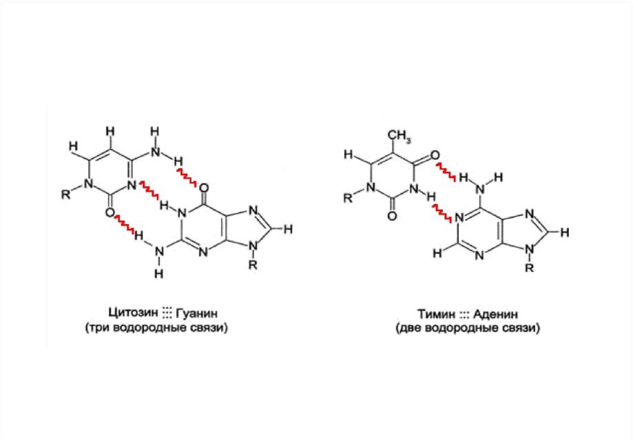 Современные представления о структуре и функциях нуклеиновых кислот. Строение мономеров нуклеиновых кислот. Генетический код и его свойства. - student2.ru