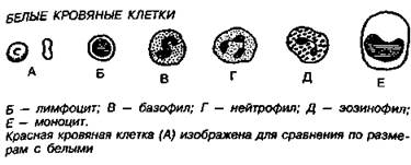 создайте свежую кровь - student2.ru