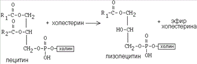 Спортсмен перед стартом испытывает стресс. Гормоны стресса активируют распад гликогена в печени и липолиз в жировой ткани. - student2.ru