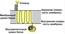 Способы присоединения углевода к белку - student2.ru