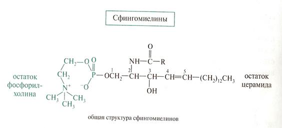 нуклеотиды и нуклеиновые кислоты - student2.ru