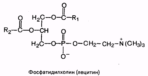 строение и функции мембран - student2.ru