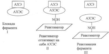 строение и функции эфферентной нервной системы - student2.ru