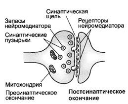 строение и функции эфферентной нервной системы - student2.ru